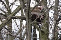11_bagoly_mufeszek