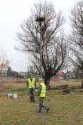 Golyafeszek_karbantartas_076