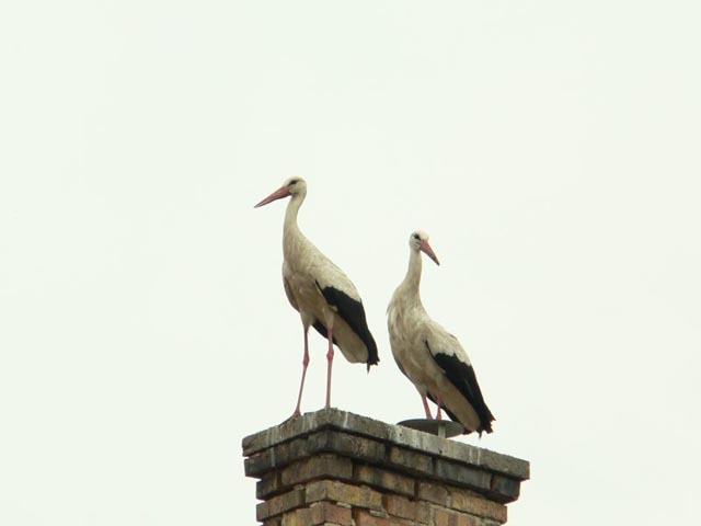 P1260300