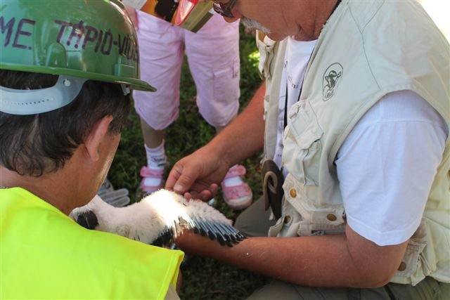 06_Golyagyuruzes_2012