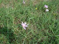 Kikerics_2011_26