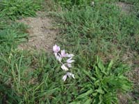 Kikerics_2011_29
