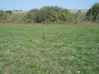 Kikerics_2011_31